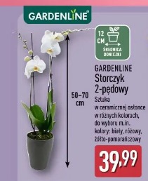 Gardenline Storczyk 2-pędowy