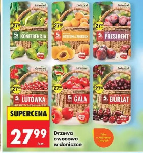 Drzewa owocowe w doniczce