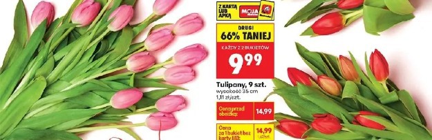 Tulipany, 9 szt.