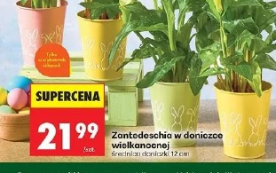 Zantedeschia w doniczce wielkanocnej