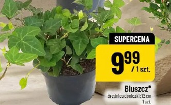 Bluszcz