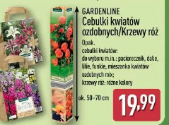 Gardenline Cebulki kwiatów ozdobnych/Krzewy róż