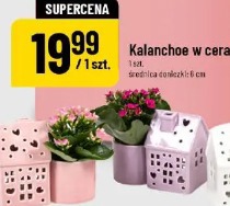 Kalanchoe w ceramice