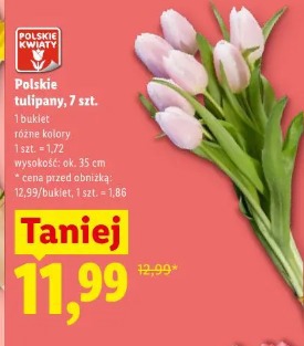 Polskie tulipany, 7 szt.