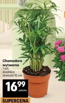 Chamedora wytworna