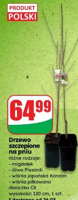 Drzewo szczepione na pniu