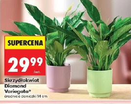 Skrzydłokwiat Diamond Variegata