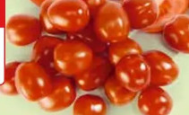 Pomidor daktylowy