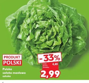 Polska sałata masłowa