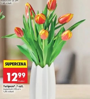 Tulipan