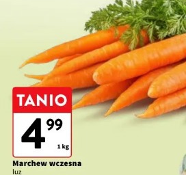 Marchew wczesna