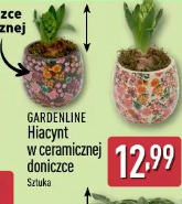 Gardenline Hiacynt w ceramicznej doniczce
