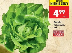 Sałata masłowa
