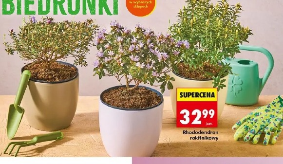 Rhododendron rokitnikowy