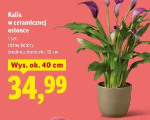 Kalia w ceramicznej osłonce