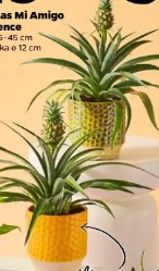 Ananas Mi Amigo Valence