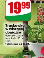 Truskawka w wiszącej doniczce