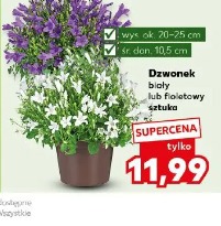Dzwonek biały lub fioletowy